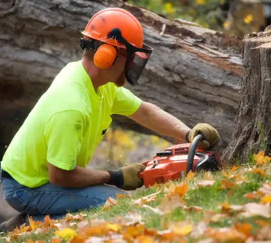 tree services Fairfax